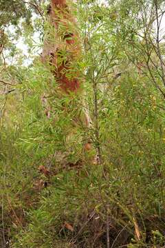 Image of Hakea dactyloides (Gaertn. fil.) Cav.