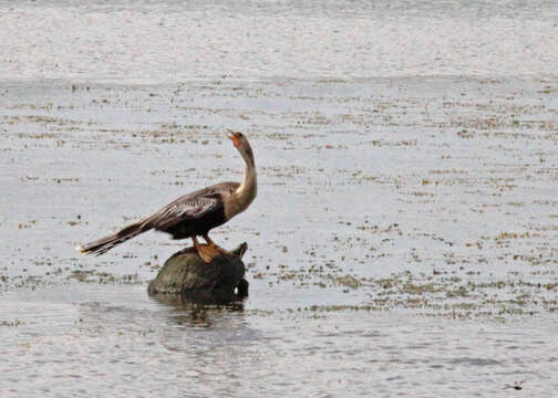 Image de Anhinga d'Amérique