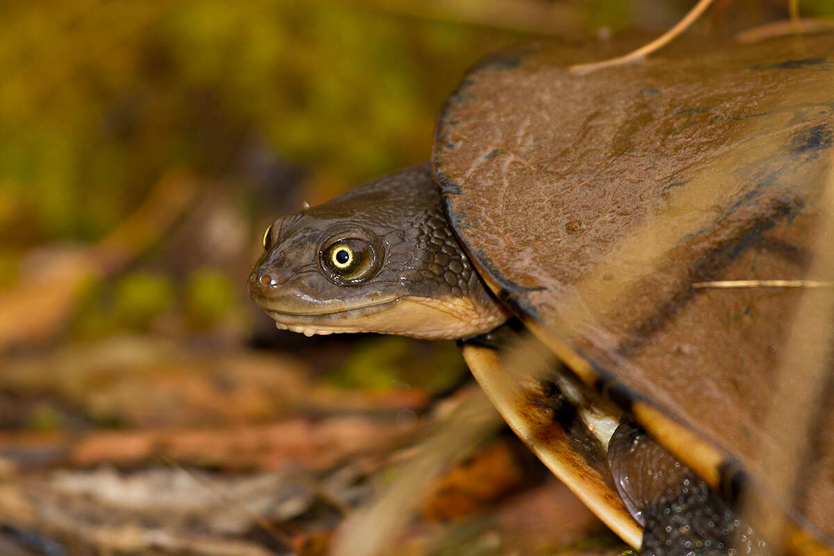 Image of Siebenrock’s Snake-necked Turtle; oblonga