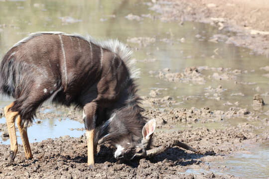 Image of Tragelaphus angasi