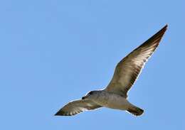 Image of Larus Linnaeus 1758