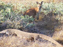 Image of monitor lizards