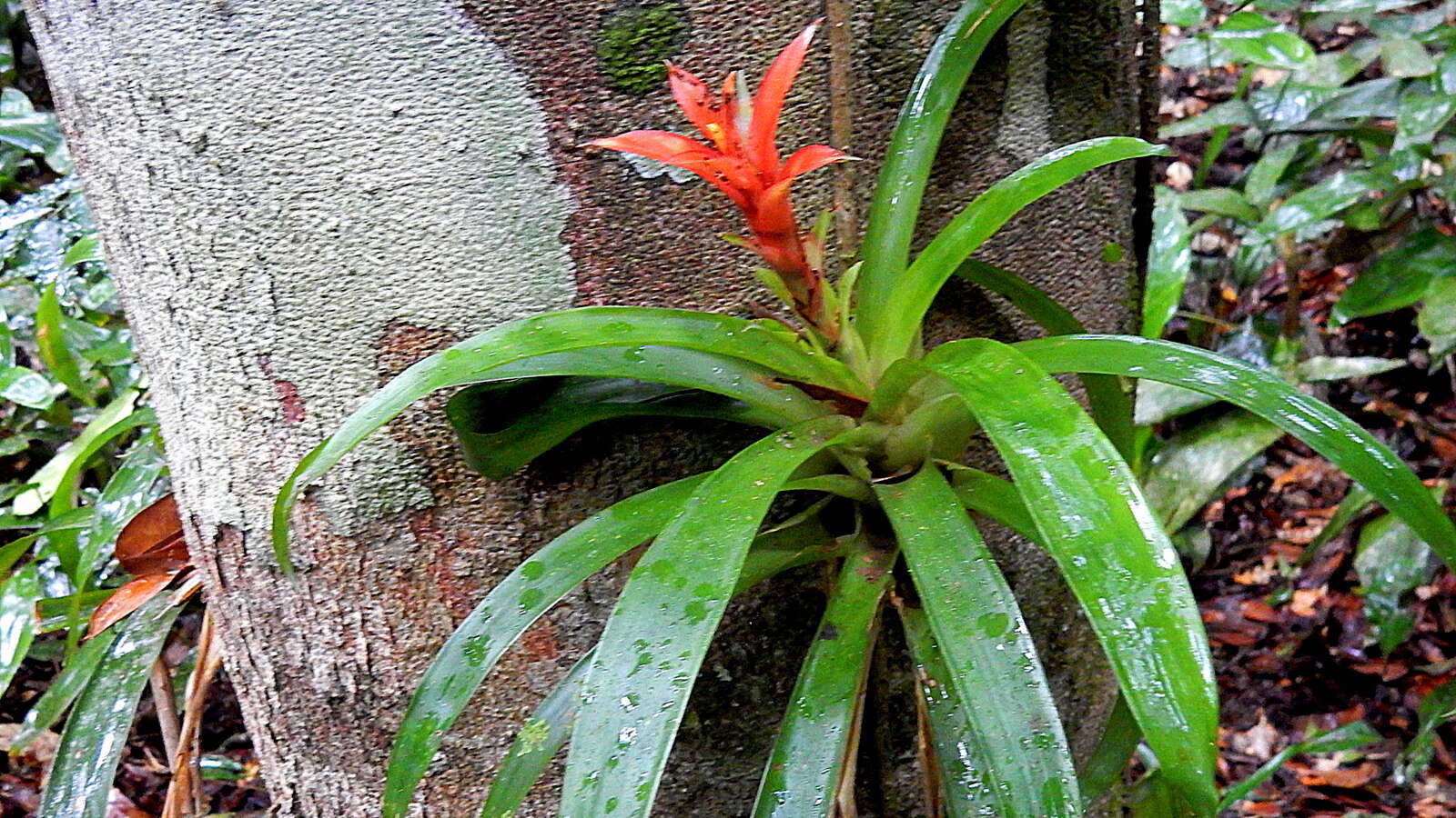 Image of tufted airplant