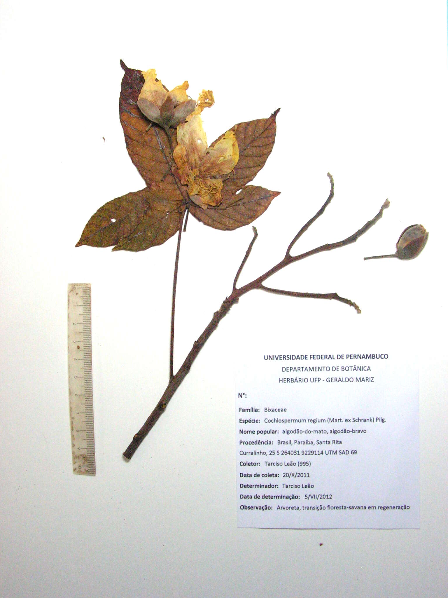 Image de Cochlospermaceae