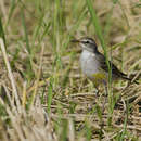 Image of Eastern Yellow Wagtail