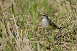 Image of Eastern Yellow Wagtail