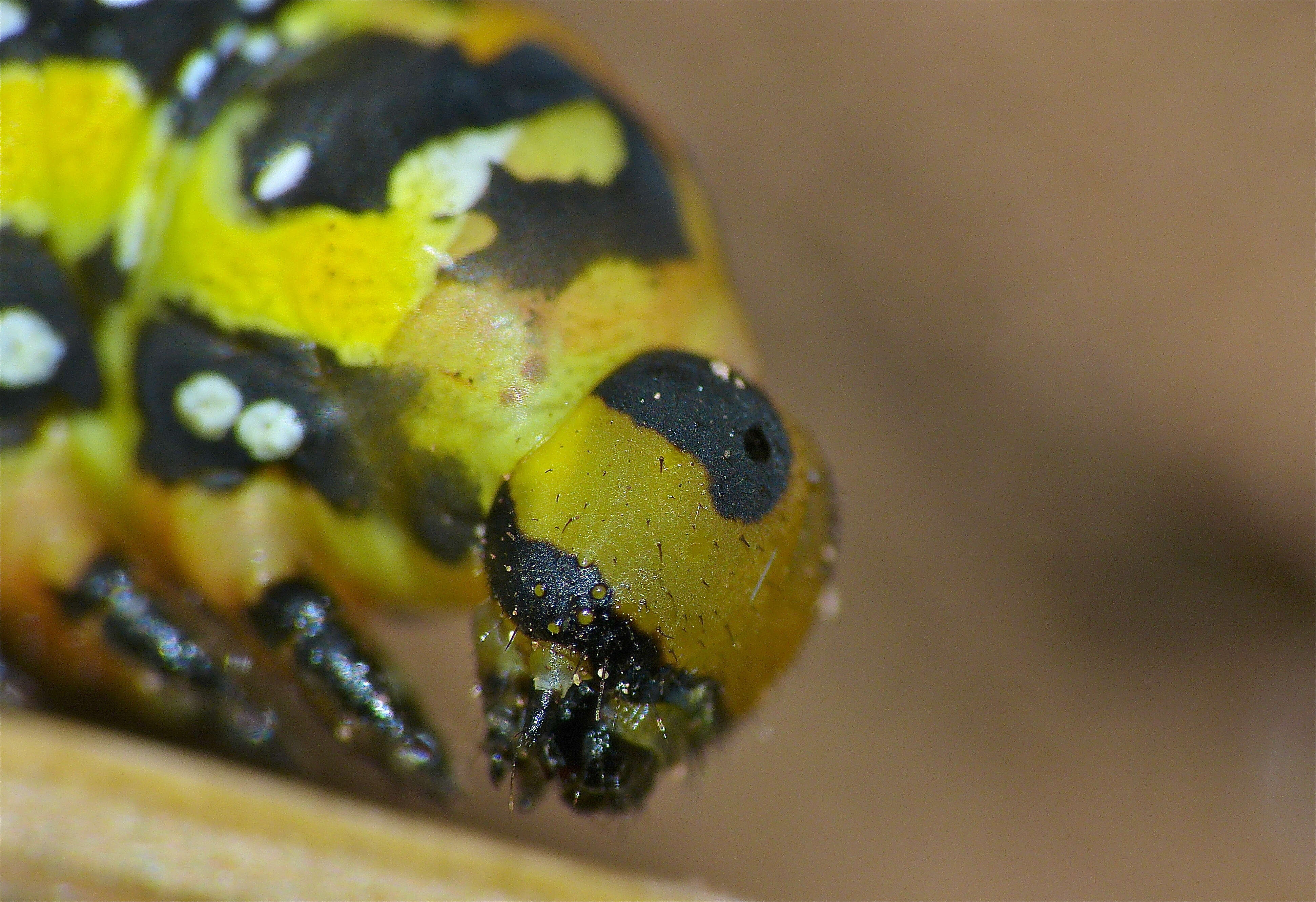 Image of Spurge Hawk Moth