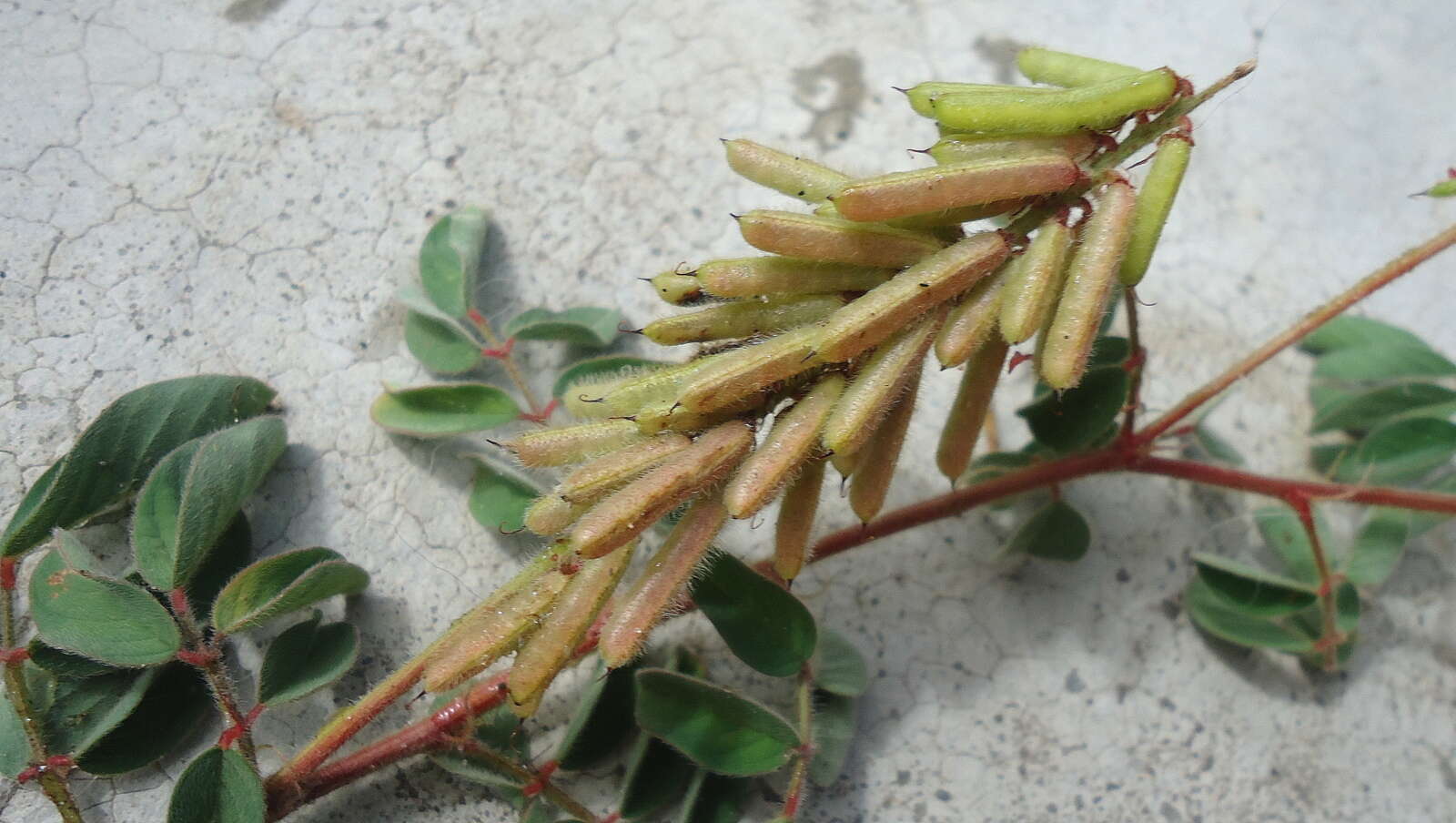 Sivun Indigofera hirsuta L. kuva