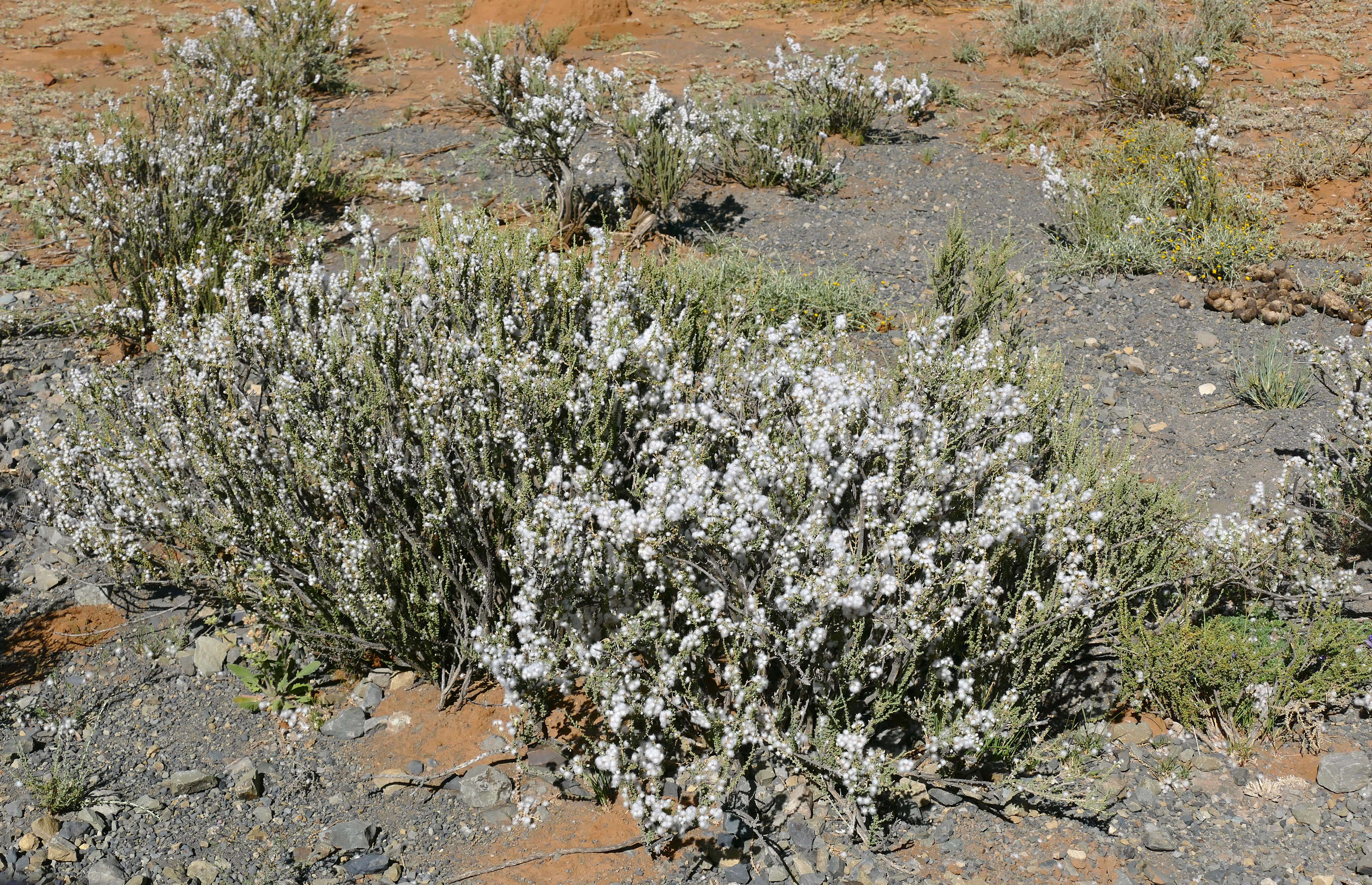 Eriocephalus ericoides (L. fil.) Druce的圖片