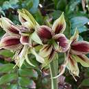 Imagem de Hippeastrum papilio (Ravenna) Van Scheepen