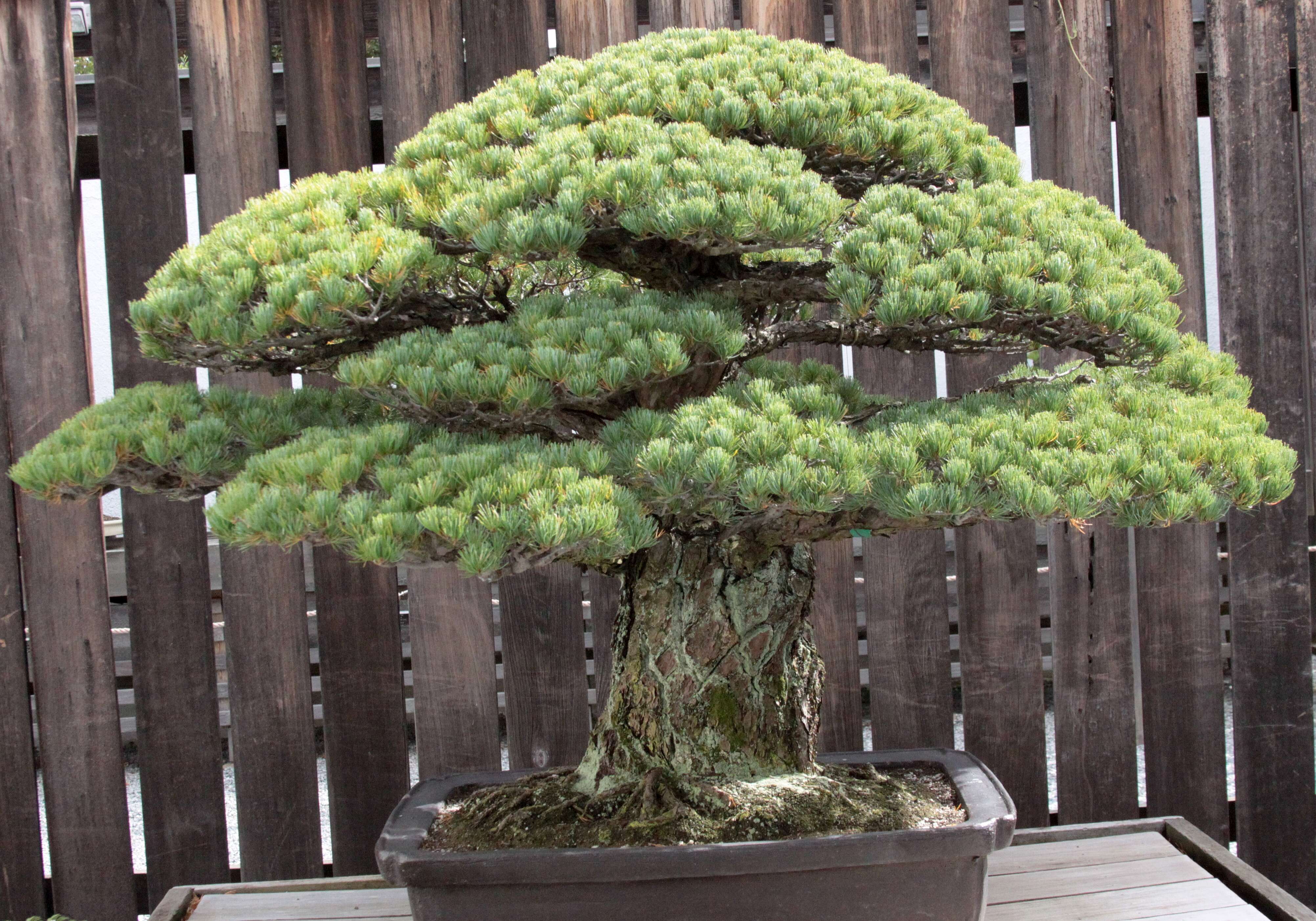 Image of Japanese White Pine