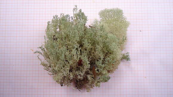 Image of Cladonia confusa R. Sant.