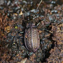 Imagem de Carabus (Carabus) granulatus Linnaeus 1758