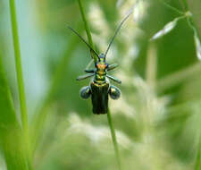 Image of Oedemera