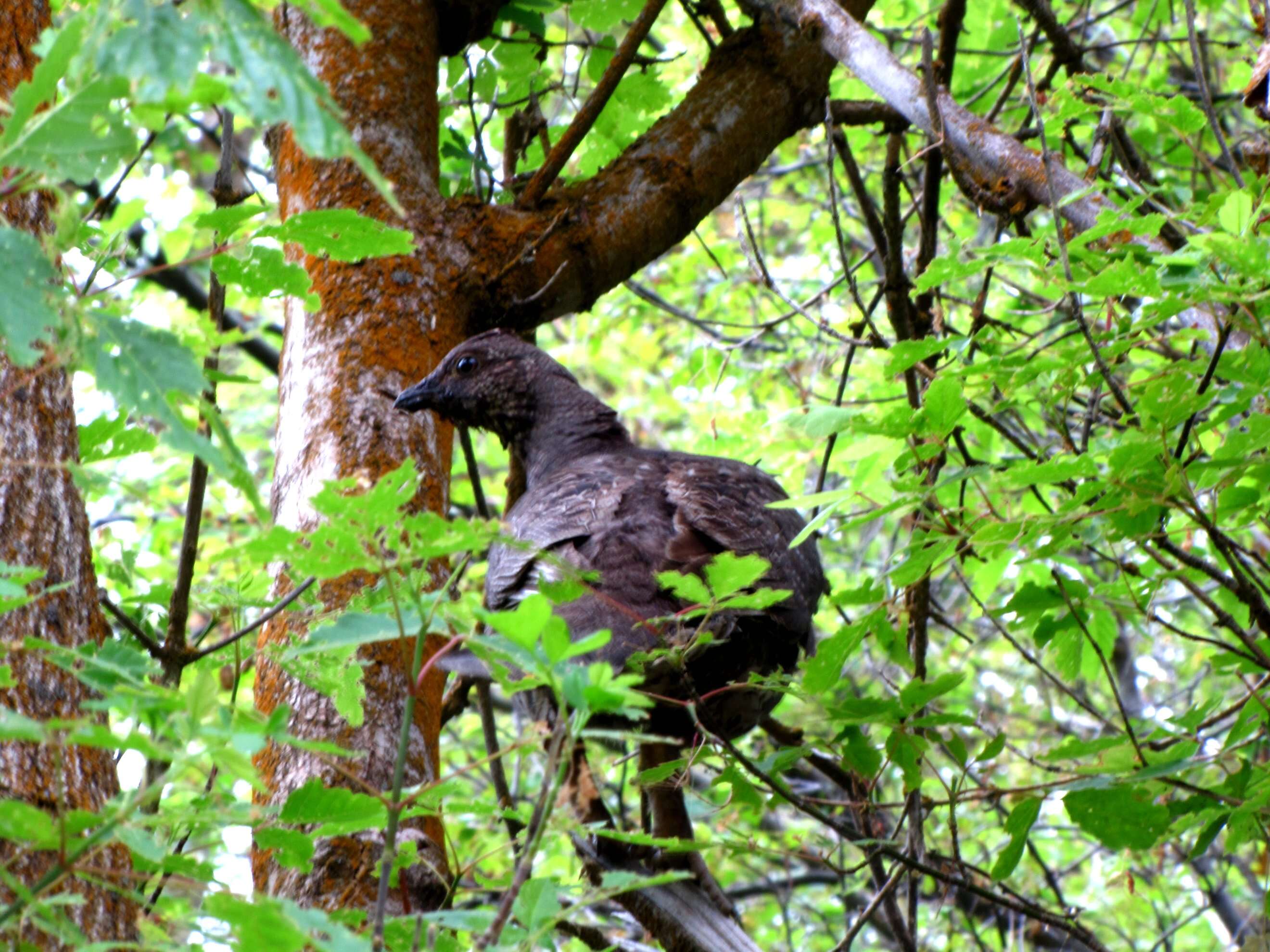 Imagem de Dendragapus obscurus (Say 1822)