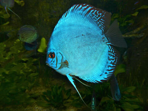 Image of Discus