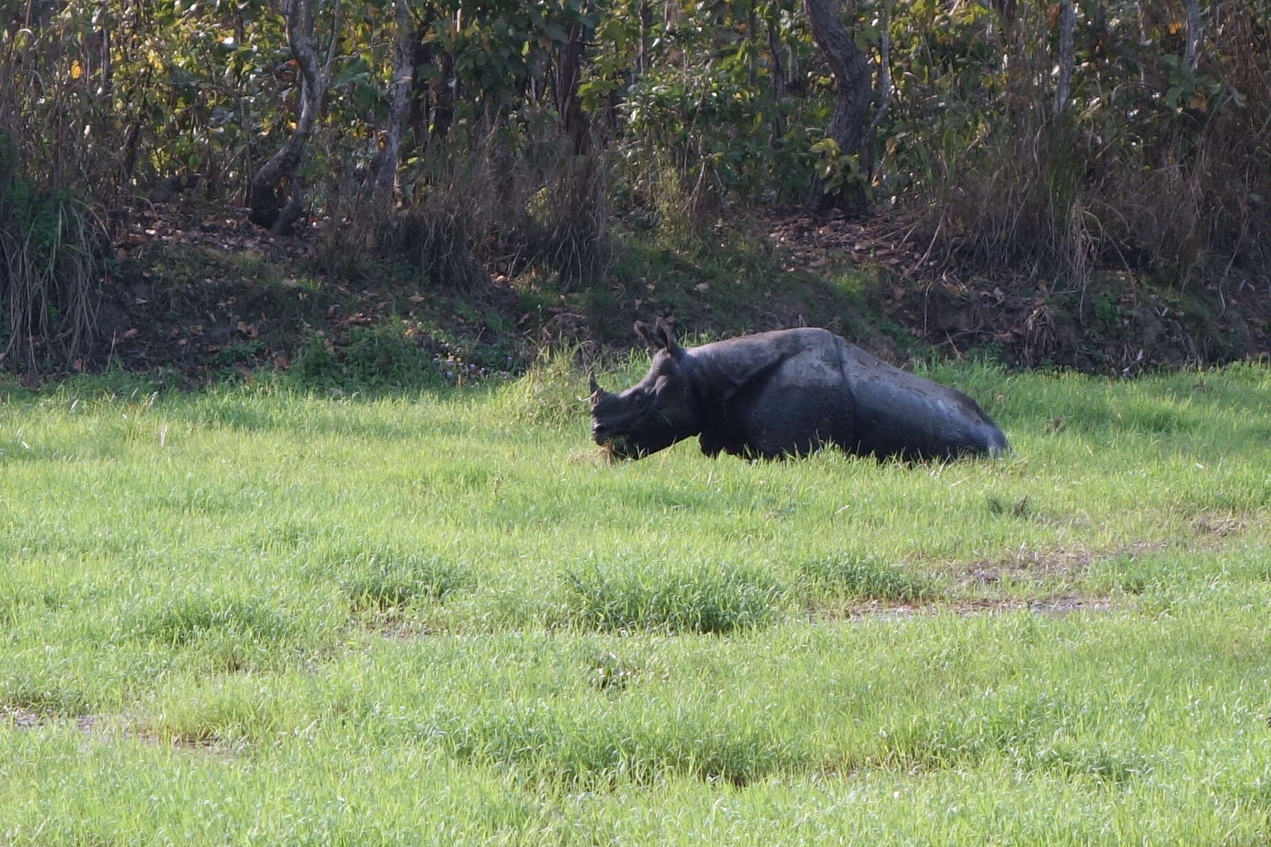 Image of Indian and Javan Rhinoceroses