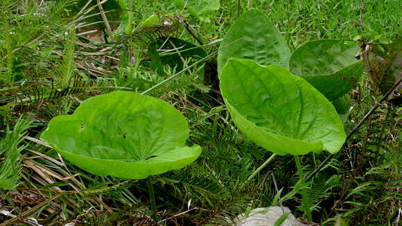 Image of Echinodorus floribundus (Seub.) Seub.