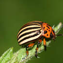 Image of Colorado potato beetle