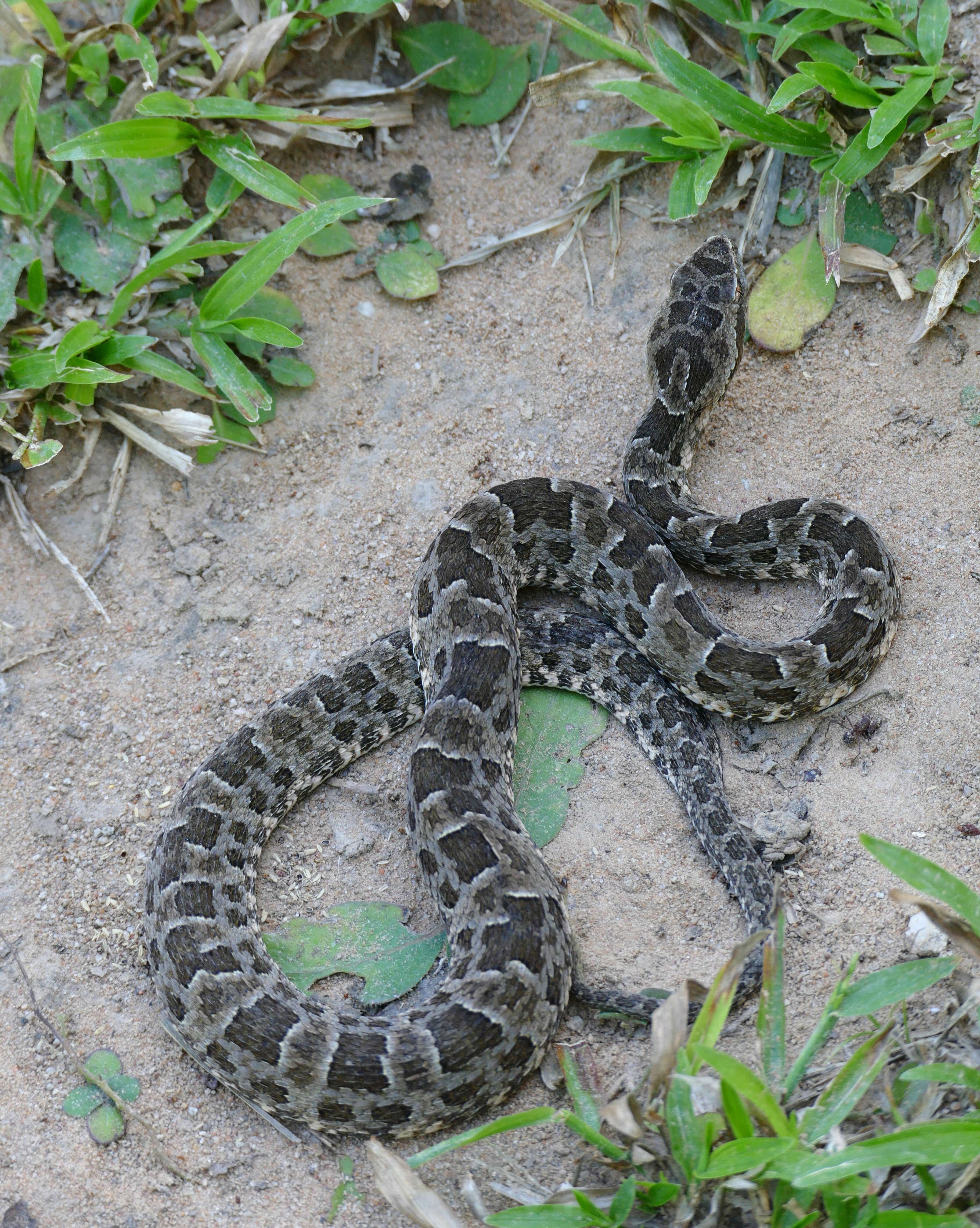 Image of Bothrops matogrossensis Amaral 1925