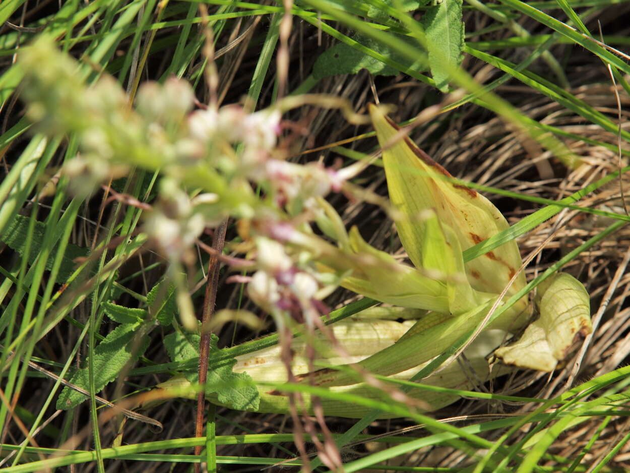 Image of Himantoglossum