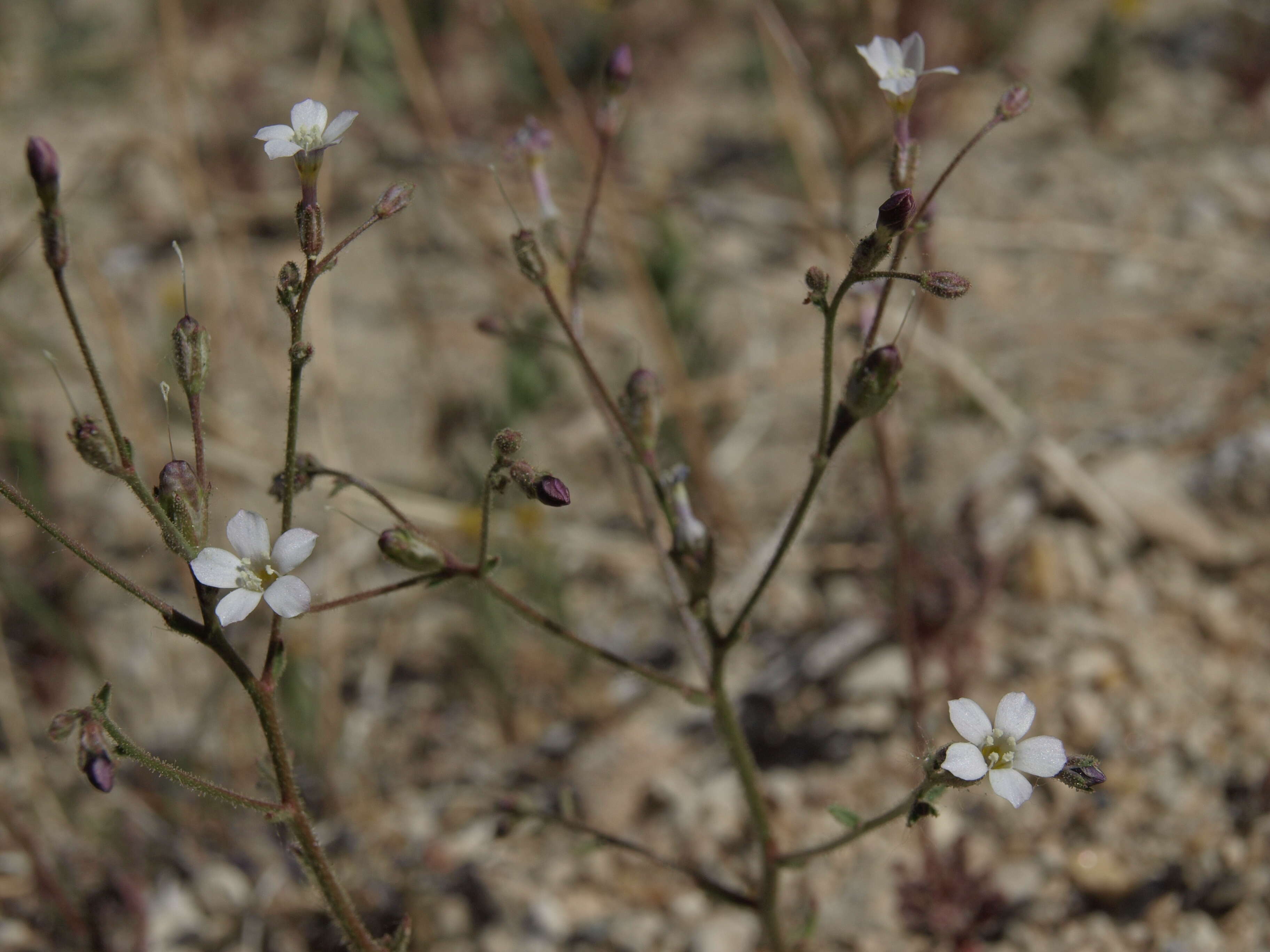 Image of desert pale gilia