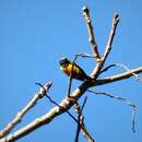 Image of Fulvous-vented Euphonia