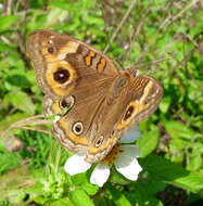 Plancia ëd Junonia evarete Cramer 1782