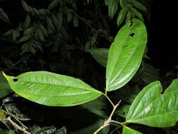 Imagem de Calliandra grandifolia P. H. Allen