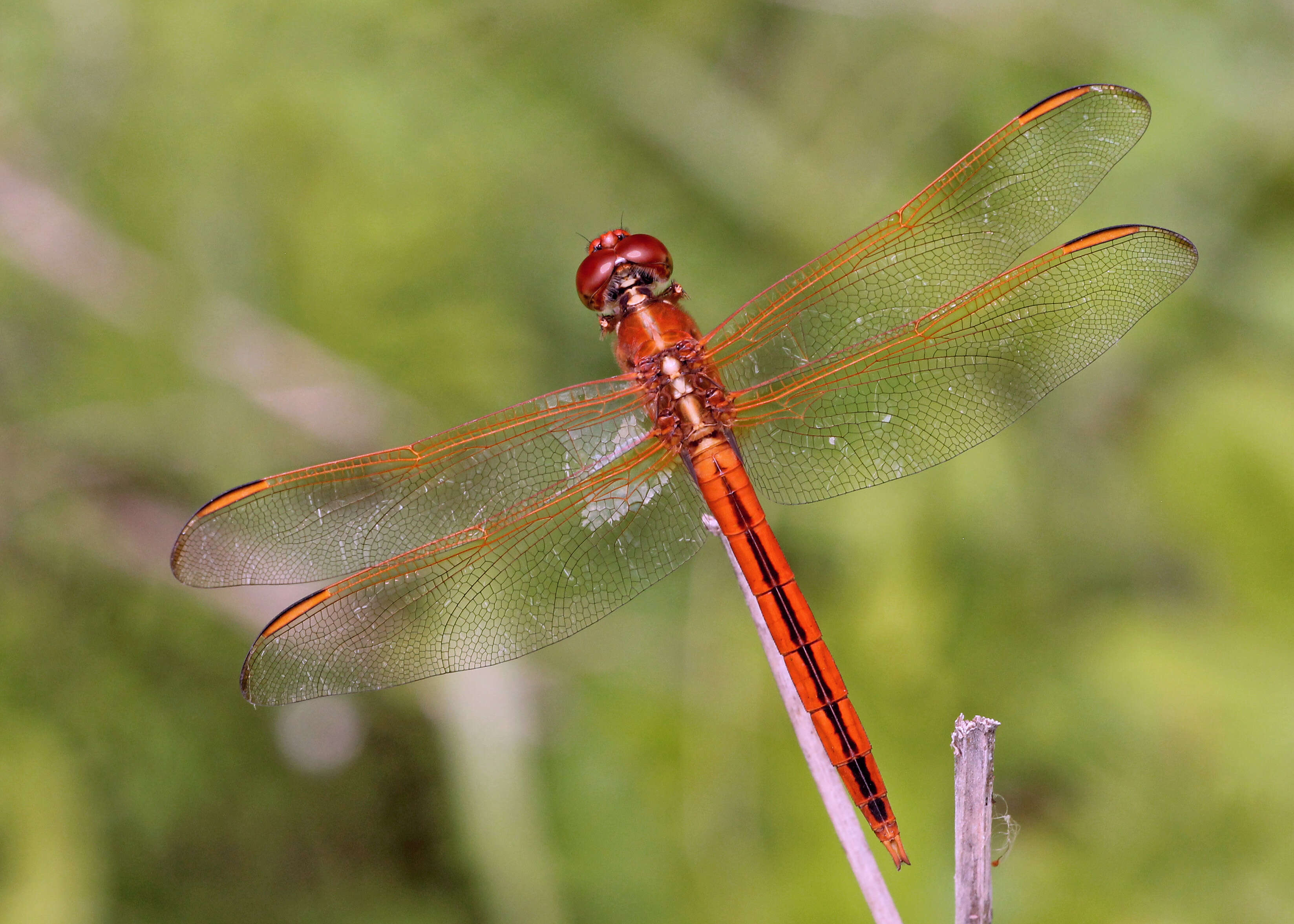 Image of Libellula Linnaeus 1758