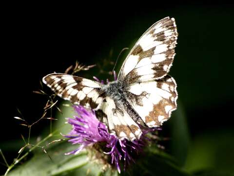 Image of marbled white