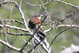 Image of White-browed Coucal