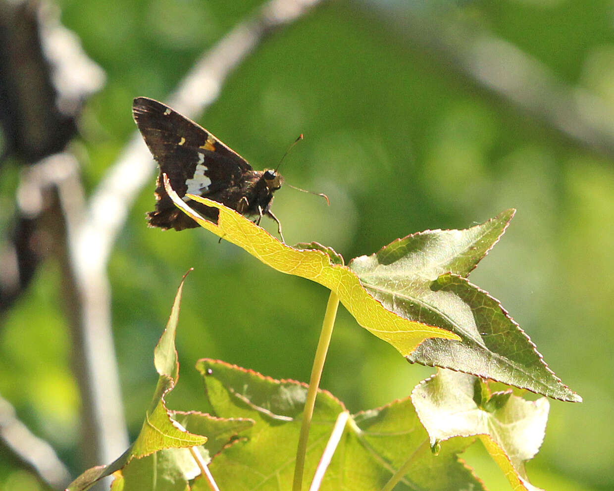 Image of Silver-spotted Skipper