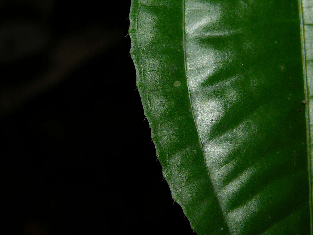 Image of Miconia lateriflora Cogn.