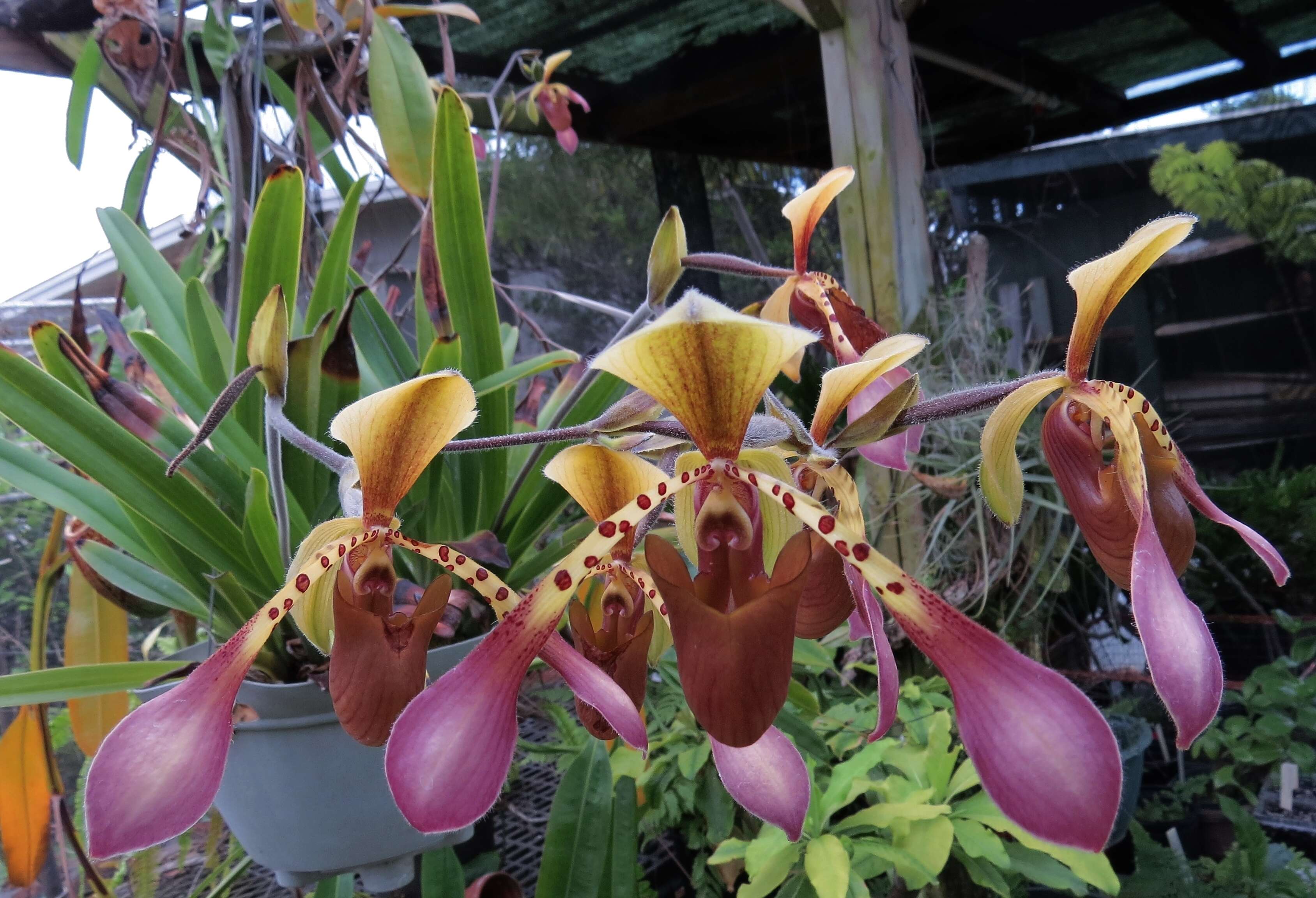 Слика од Paphiopedilum lowii (Lindl.) Stein