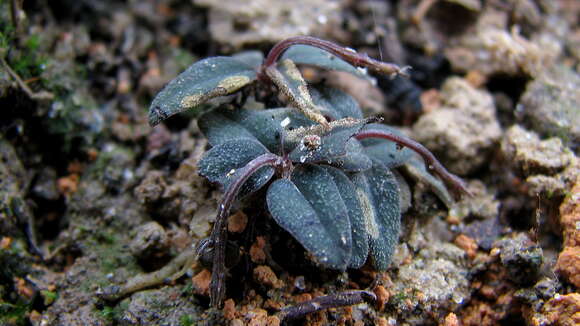 Spigelia genuflexa Popovkin & Struwe的圖片