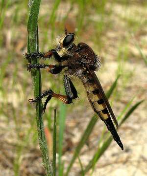 صورة Promachus rufipes (Fabricius 1775)