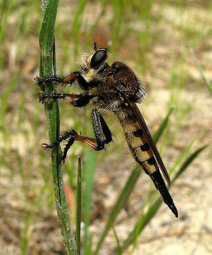 Image of Giant Robber Flies