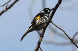 Image of New Holland Honeyeater