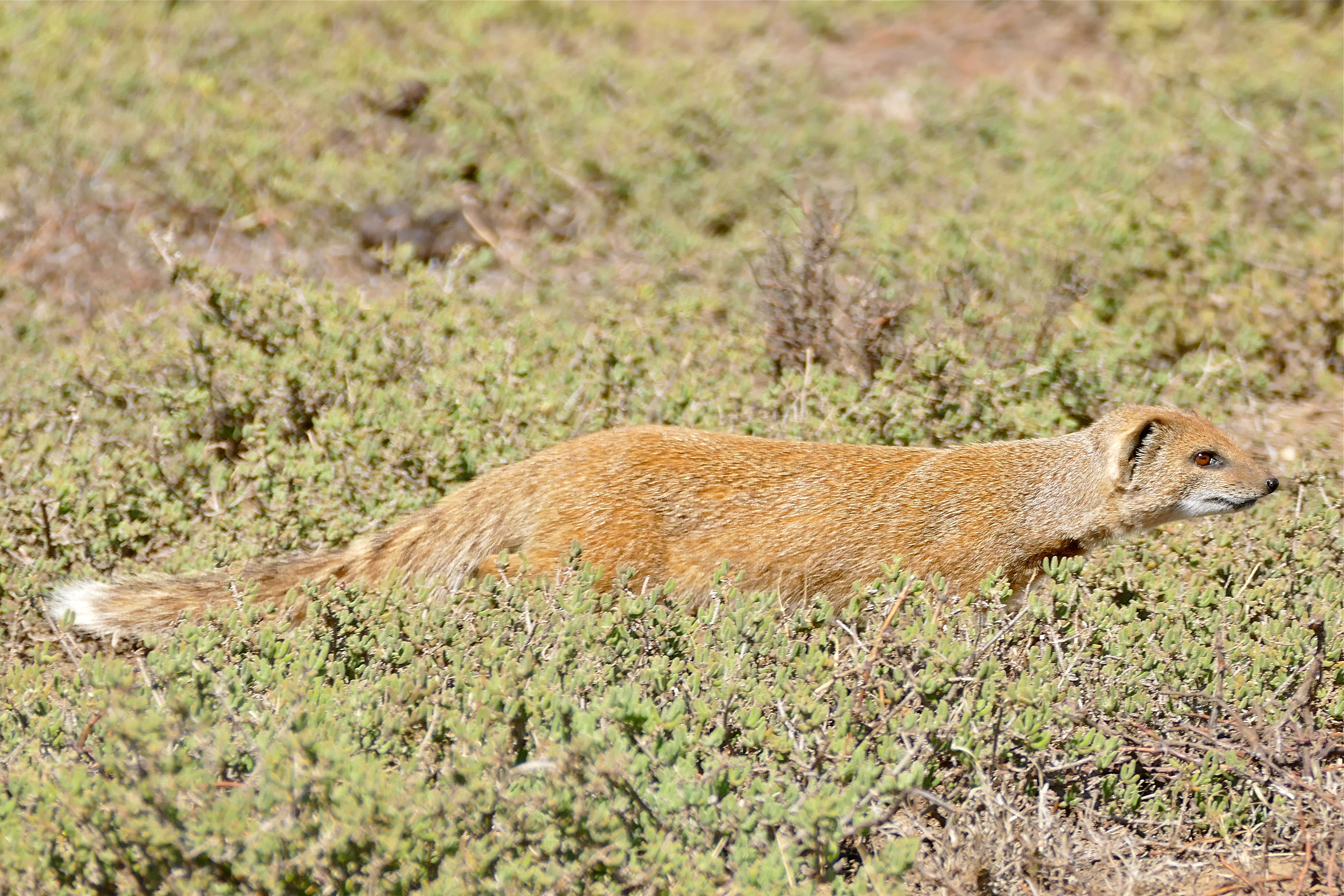 Image of Yellow Mongoose