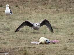 Image of Great Black-backed Gull