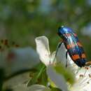 Image of Castiarina cruentata (Kirby 1818)