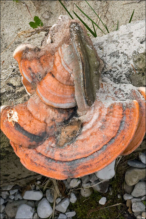 Image of Red-banded bracket