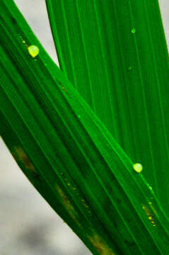 Xanthomonas oryzae的圖片