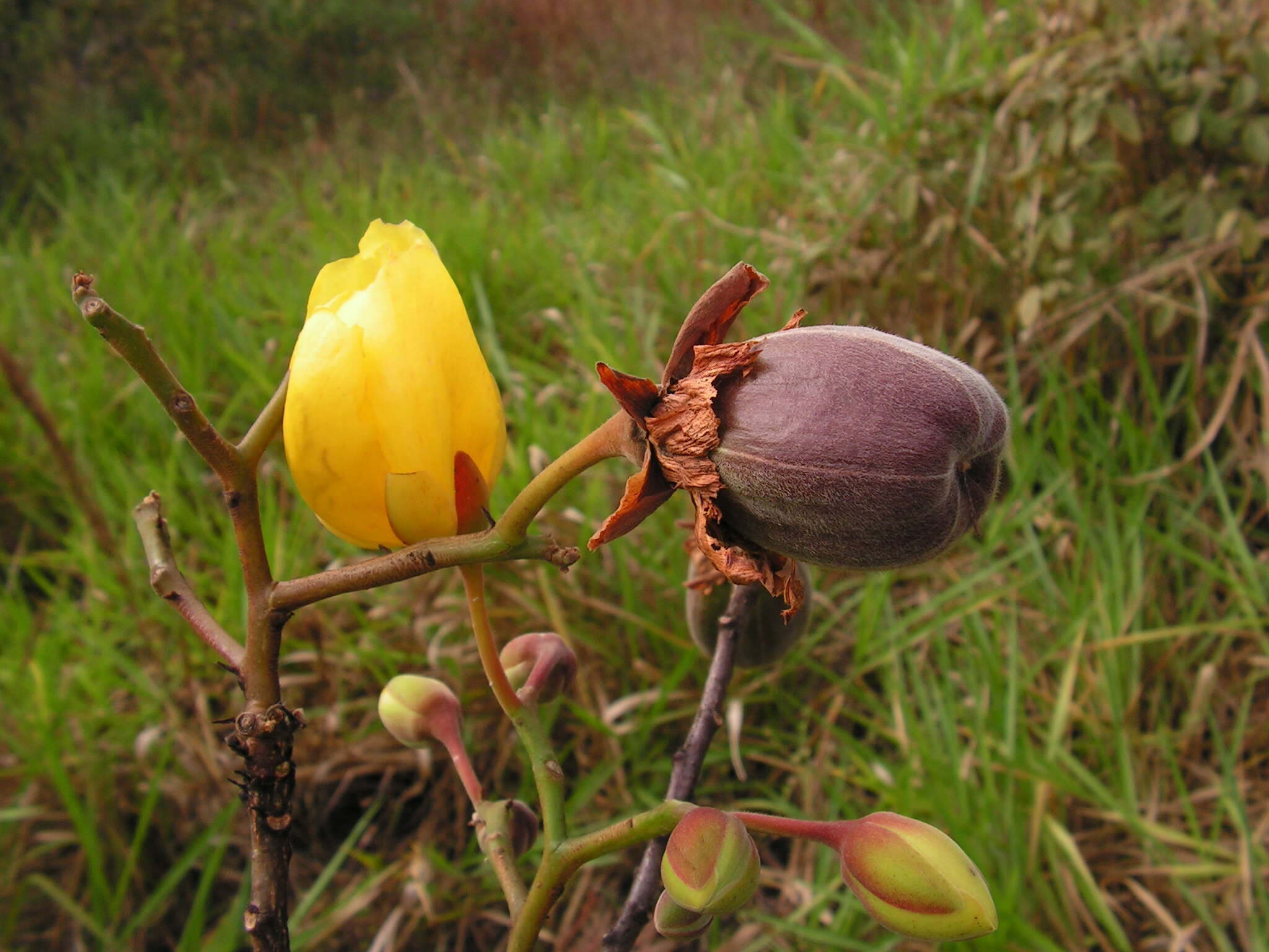 Image of cochlospermum