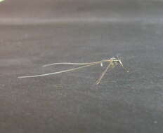Image of thread-winged lacewings