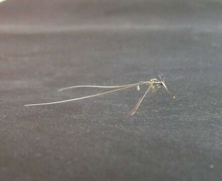 Image of thread-winged lacewings