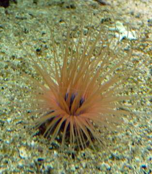 Image of ceriantharian anemones