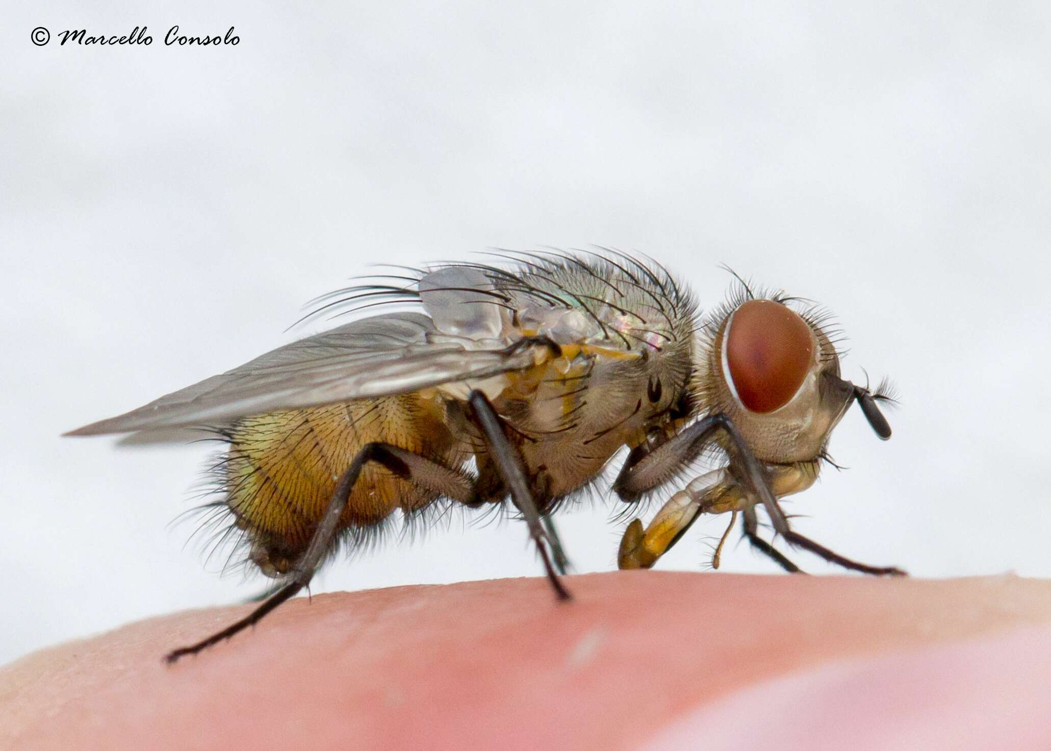 Image of blow flies