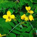 Senna surattensis (Burm. fil.) H. S. Irwin & Barneby resmi